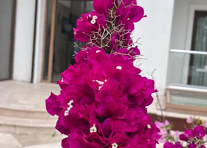 Turiya Ξενοδοχείο